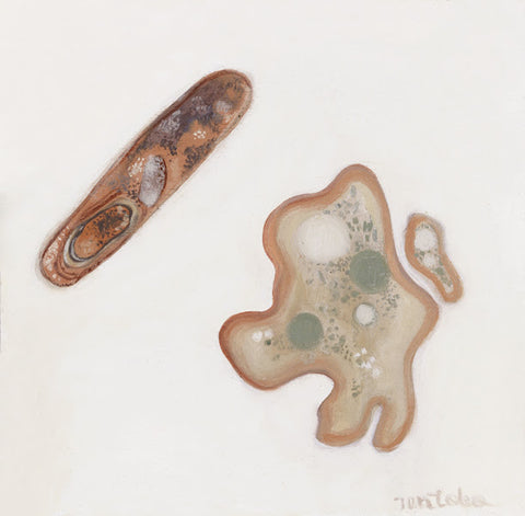 Bacteria and Amoeba