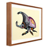 Rhinoceros Beetle