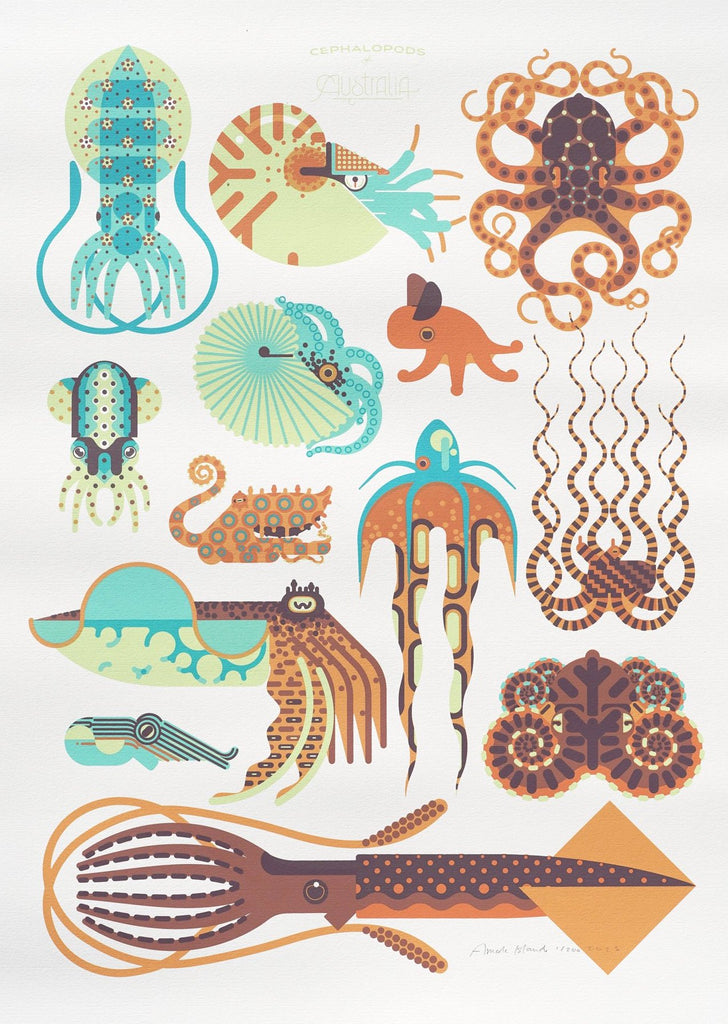 Cephalopods of Australia