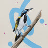 Blue Faced Honeyeater