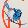 Splendid Fairy Wrens