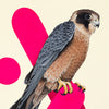 Falco longipennis - Australian Hobby