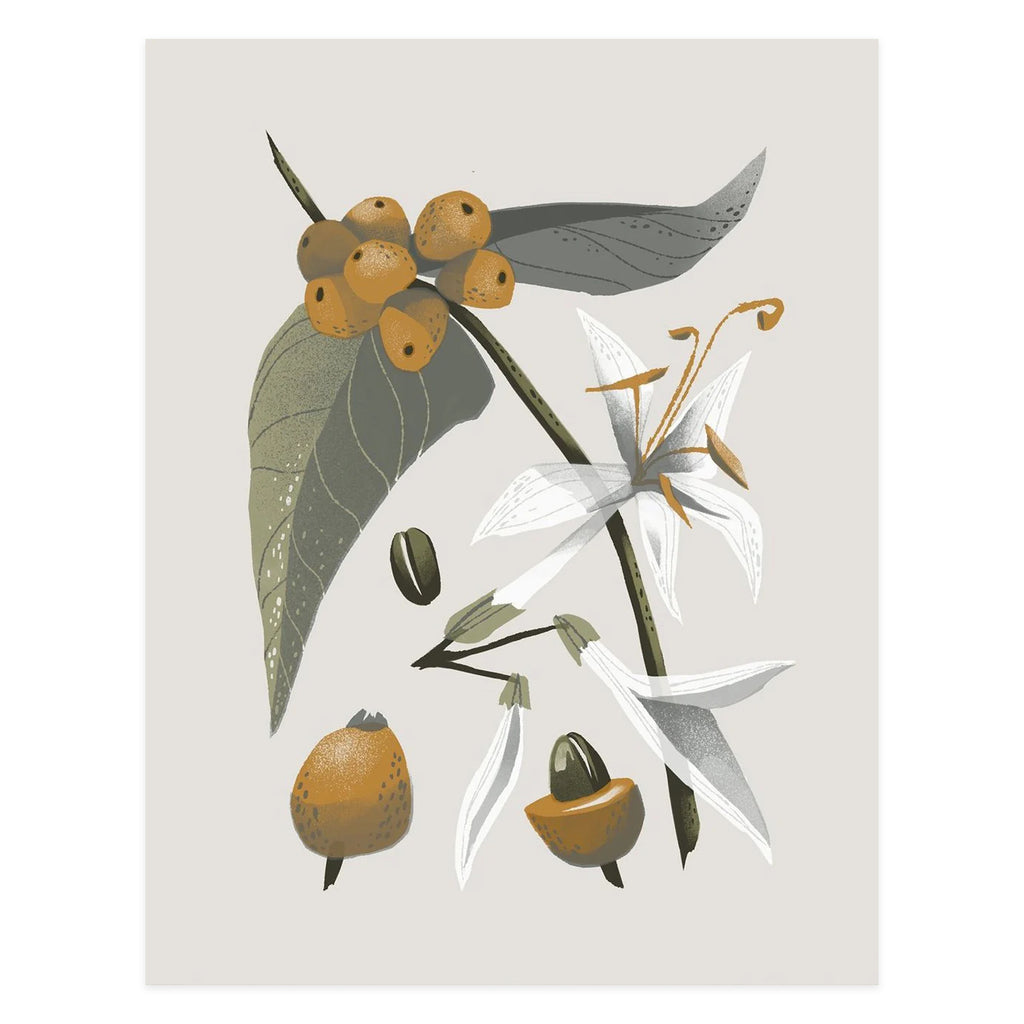Coffee Plant 1