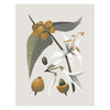 Coffee Plant 1