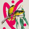 Yellow Tufted Honeyeater