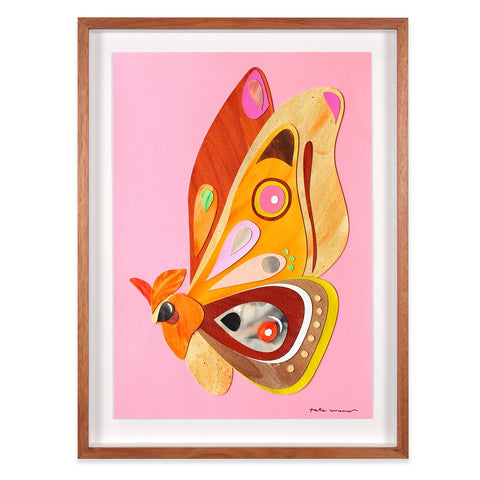 Emperor Gum Moth