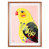 Regent Parrot