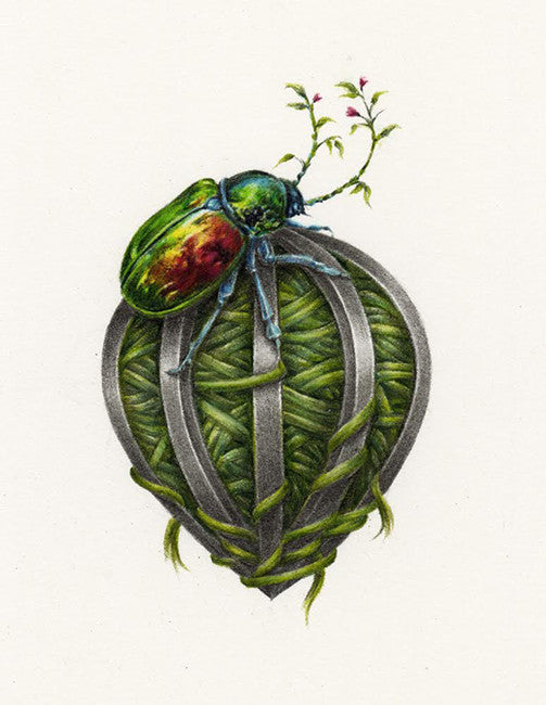 Christmas Beetle Nest