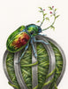 Christmas Beetle Nest