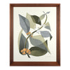 Coffee Plant 2