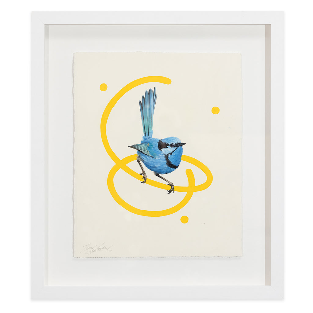 Splendid Wren