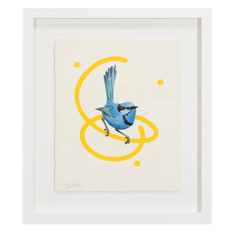 Splendid Wren