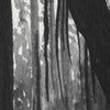 Stringybark Evening
