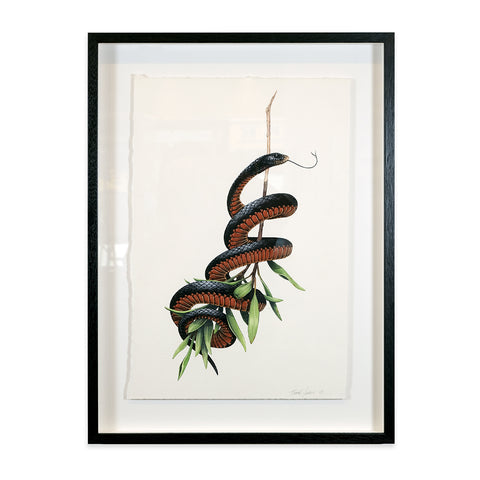 Red Belly Black