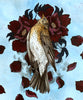 Flame Robin