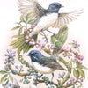 Night song of the Willie Wagtail