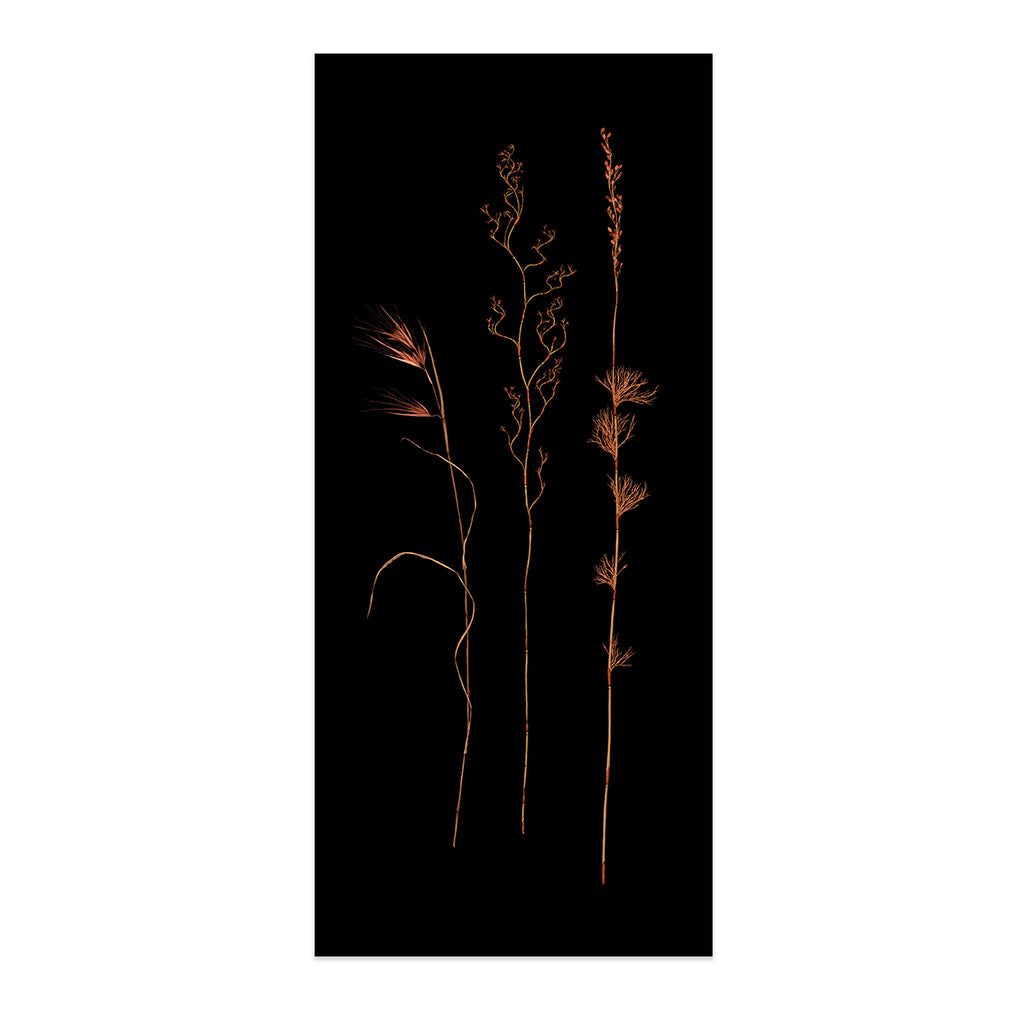 Wallum Heathland Grass Trio
