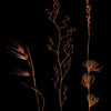 Wallum Heathland Grass Trio