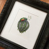 Christmas Beetle Nest