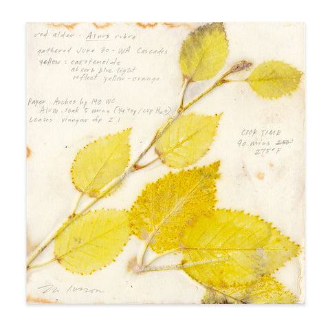 Red Alder 2