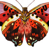Farfalla 4