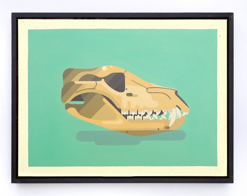Thylacene, Tasmanian Tiger skull / Thylacinus cynocephalus