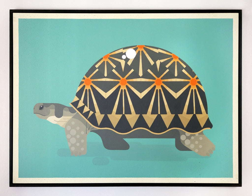Radiated Tortoise / Astrochelys radiata