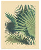 Palm Print 2