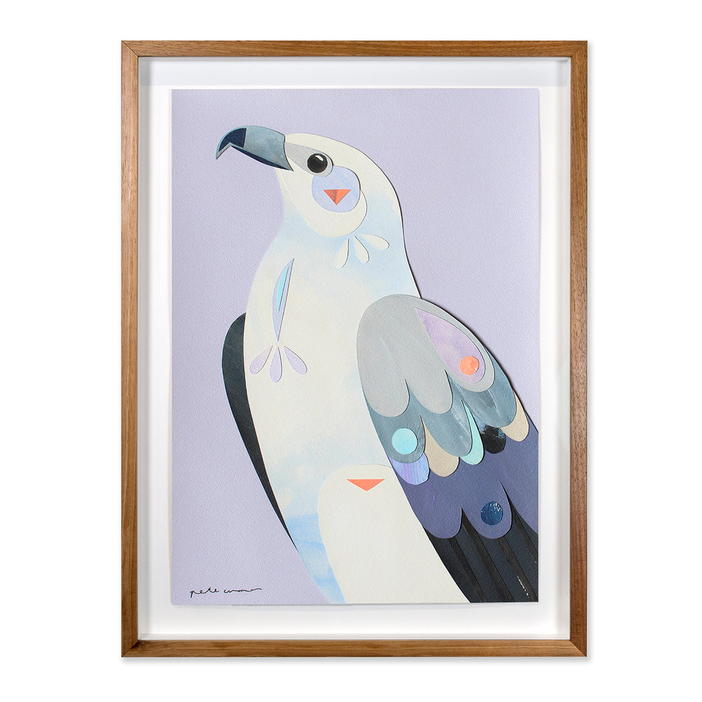 White-bellied Sea-eagle