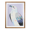 White-bellied Sea-eagle