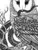 Feathers and Scales