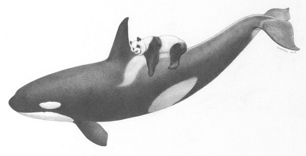 Orca and Lazy Panda