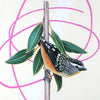 Pardalote