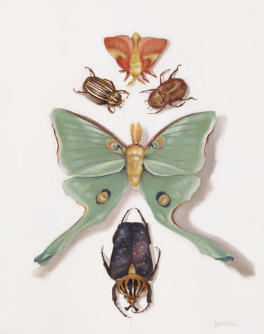 Insects
