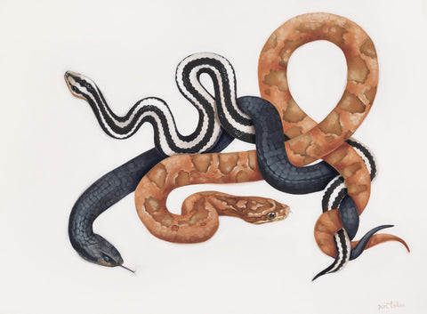 Snakes