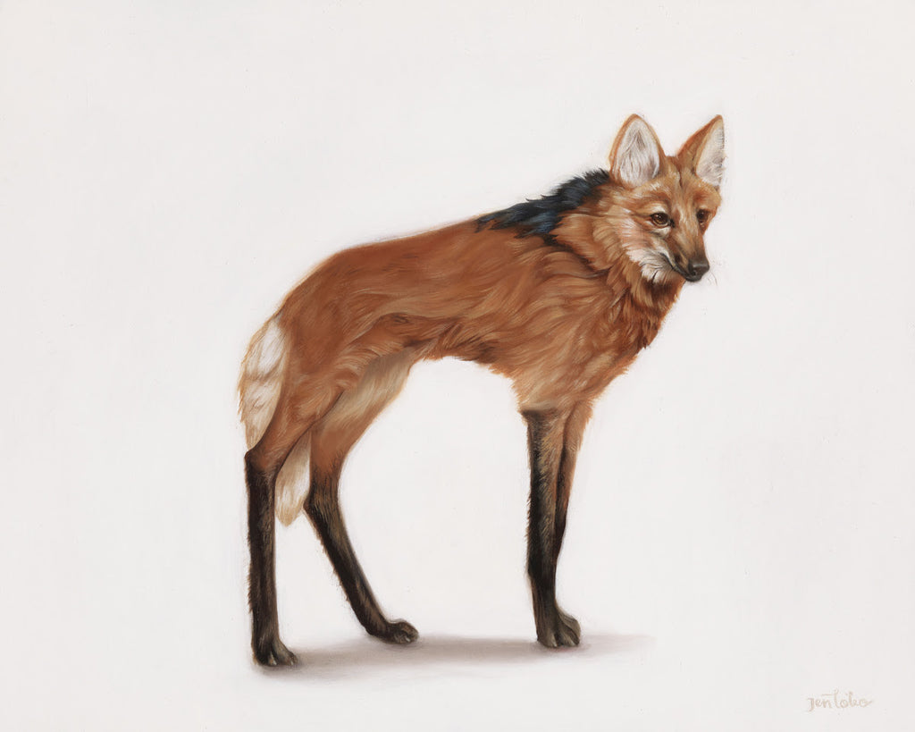 Maned Wolf