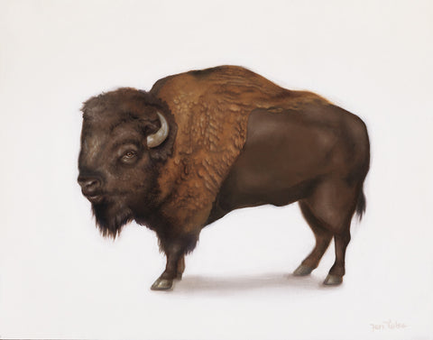 American Bison