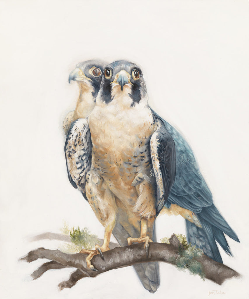 Peregrine Falcons