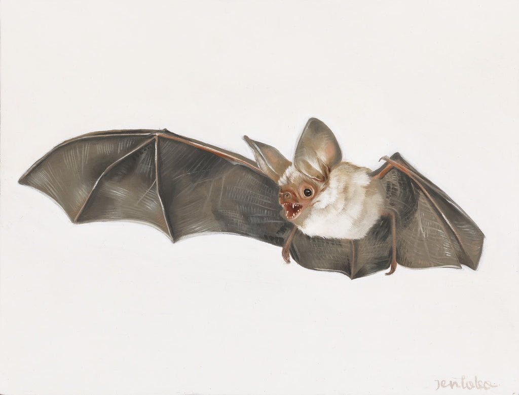 Pallid Bat